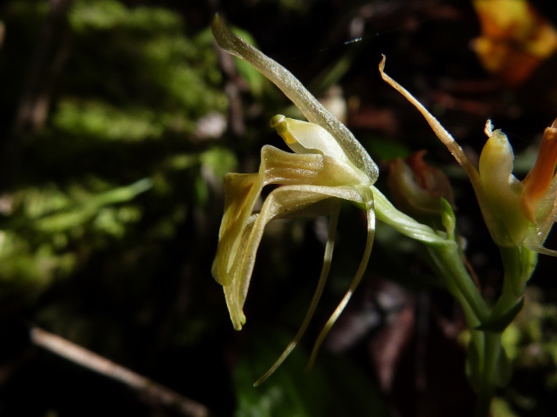 Liparis ochracea (ou hildebrendtiana) 115110