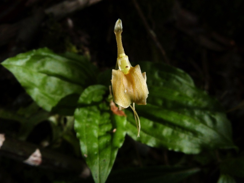 Liparis ochracea (ou hildebrendtiana) 132111