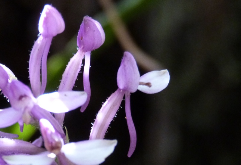 cynorkis nutans 141110