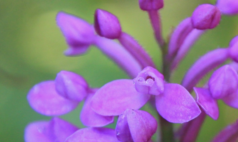 cynorkis nutans 192110