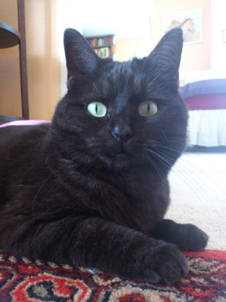 tendre chatte noire