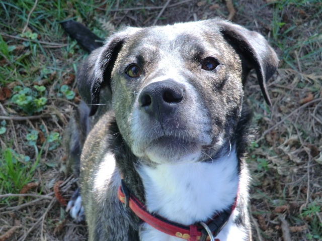 ELIOS - X Berger - Né le 15/01/2009 recherche une FA ou adoptants Cimg7611