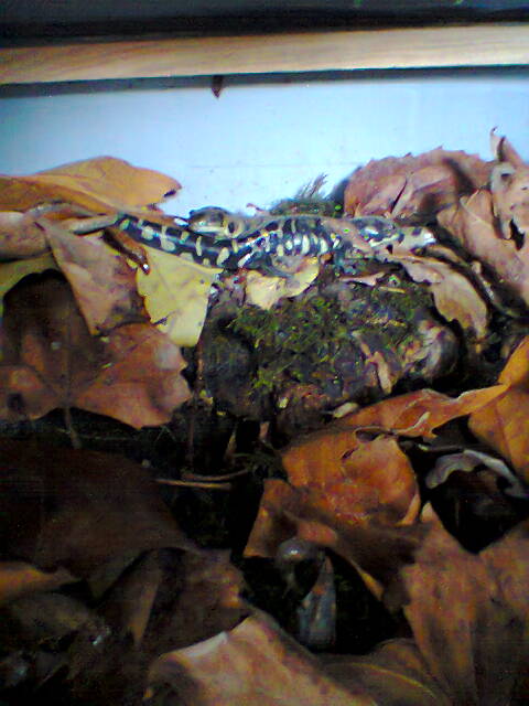 ambystoma au repas Photo020