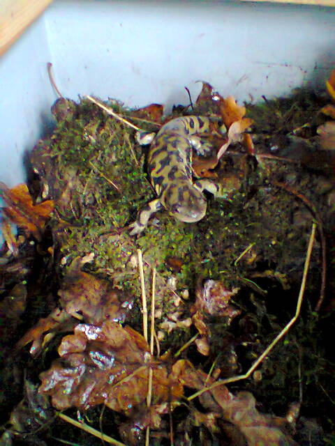 ambystoma au repas Photo022