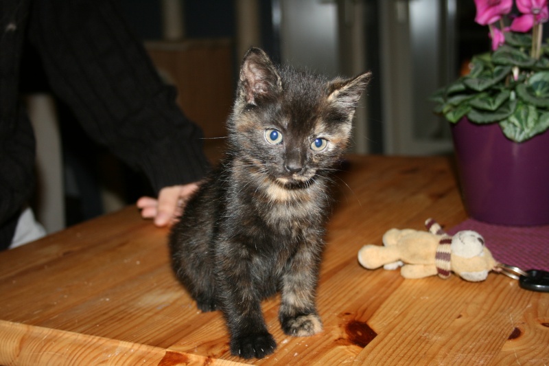 MIMOSA - femelle - brown tortie - née le 24/10/13 Img_7310