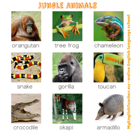 VOCABULARY in pictures - Page 7 Jungle10