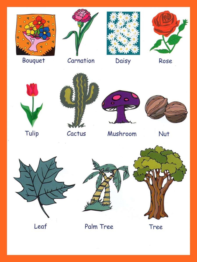 VOCABULARY in pictures - Page 7 Plants10