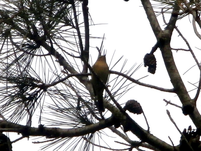 Quel est cet oiseaux ? P11