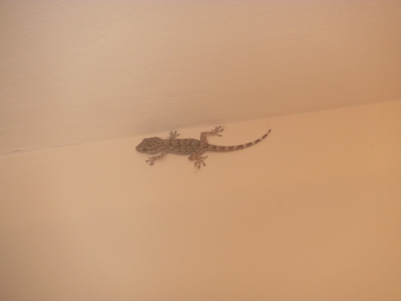 Un gecko  ! P7101913