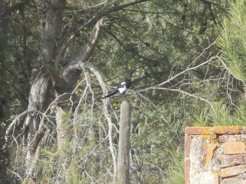 Photos oiseau en espagne ! P7162015