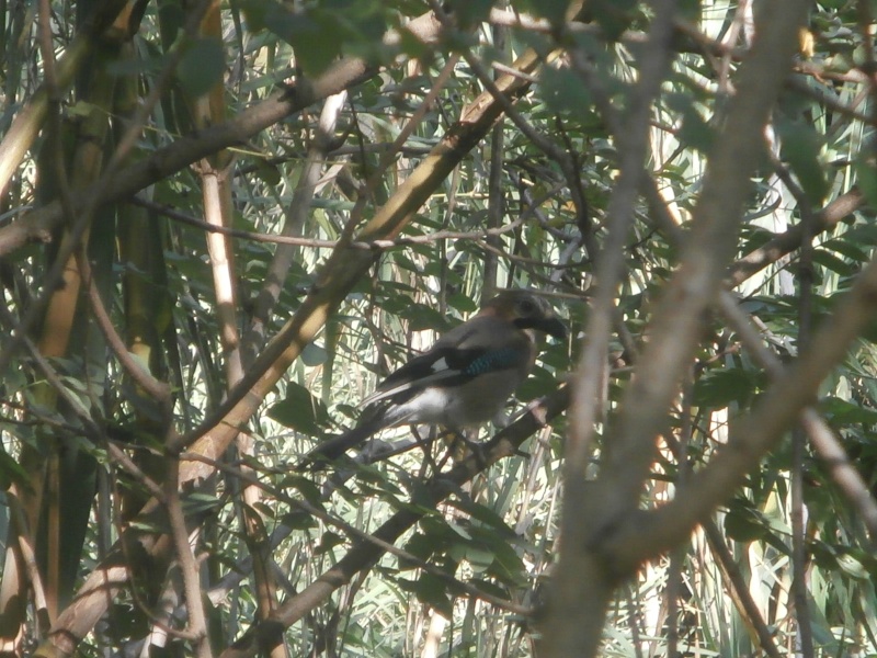 Photos oiseau en espagne ! P7222110