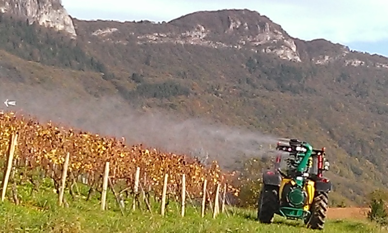 Qui c'est qui ce promenait dans les vignes (73) Wp_20114