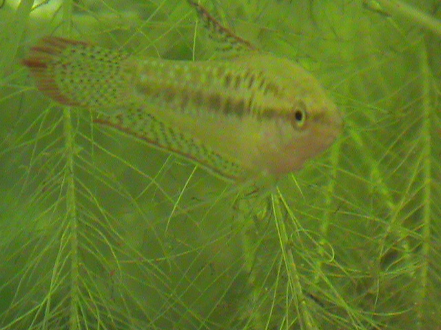 First fish pictures Fish210