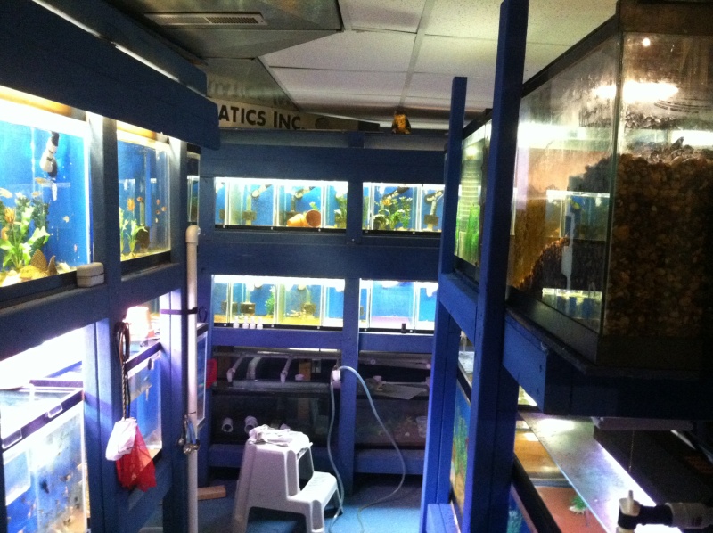 Picture of fishroom Photo11