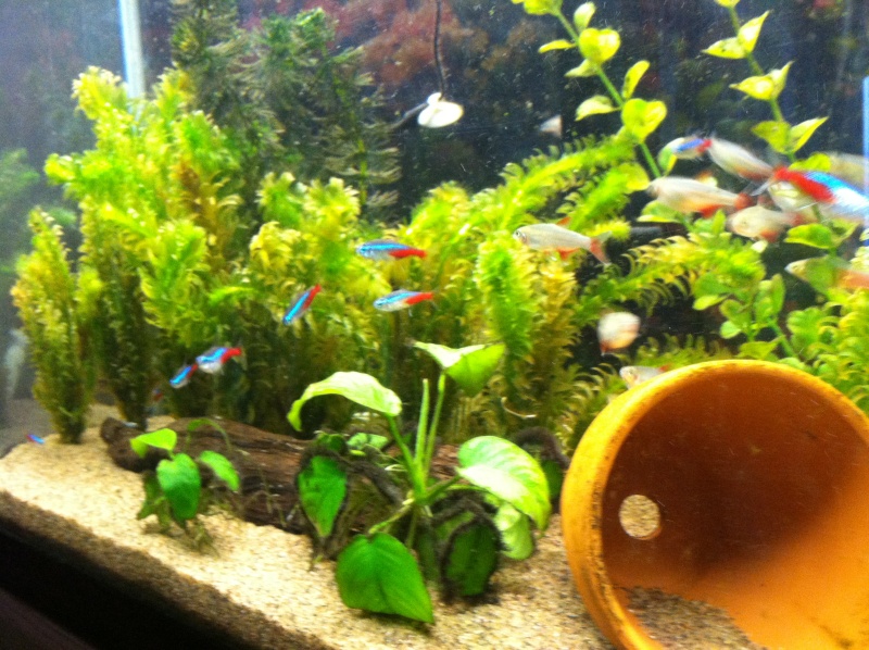 New live plant tank Photo12