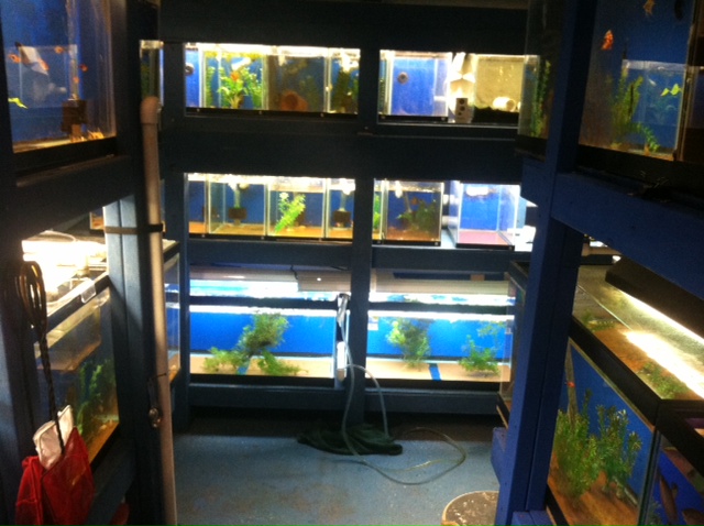 New Tanks in Fishroom Photo14