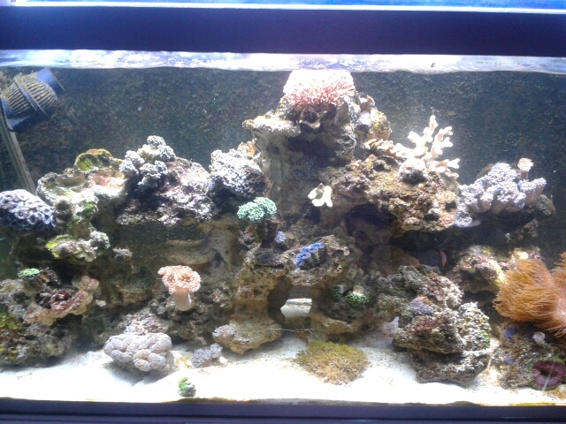 aquarium red sea 250  2014-027