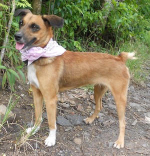 Adoption de Tina (RSP Martinique)  Tina_b10