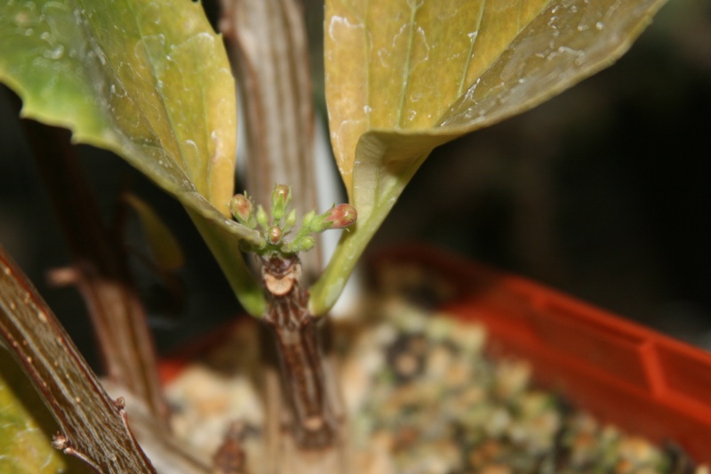 Braunwurzgewächse (Scrophulariaceae) Derm210