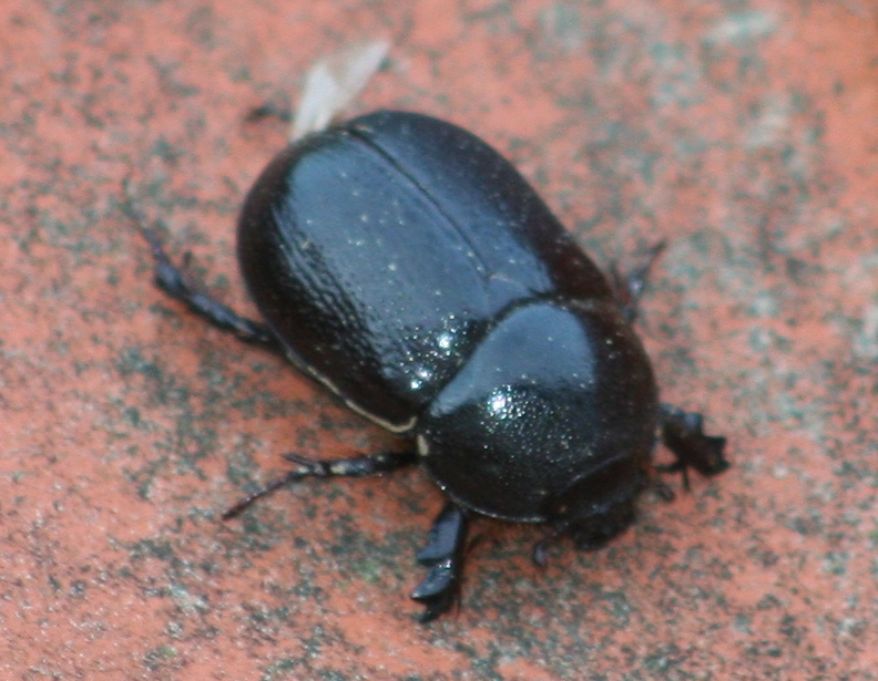 [Pentodon bidens] identification scarabé noir Img_2910