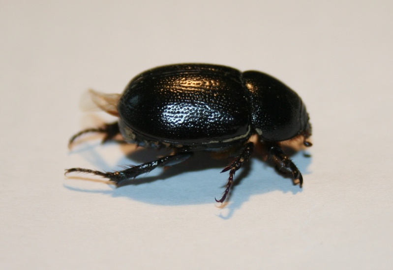 [Pentodon bidens] identification scarabé noir Img_2911