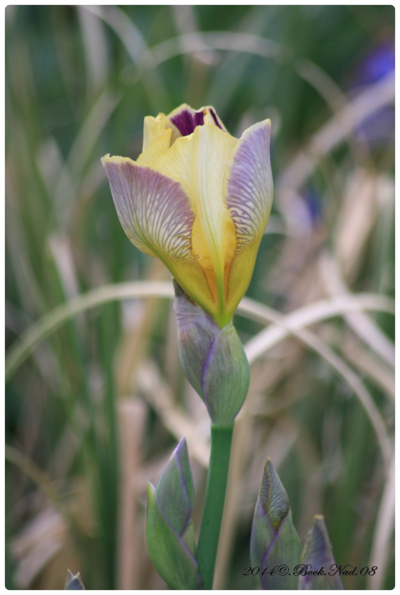 Iris : floraison 2014 - Page 4 Cadre400
