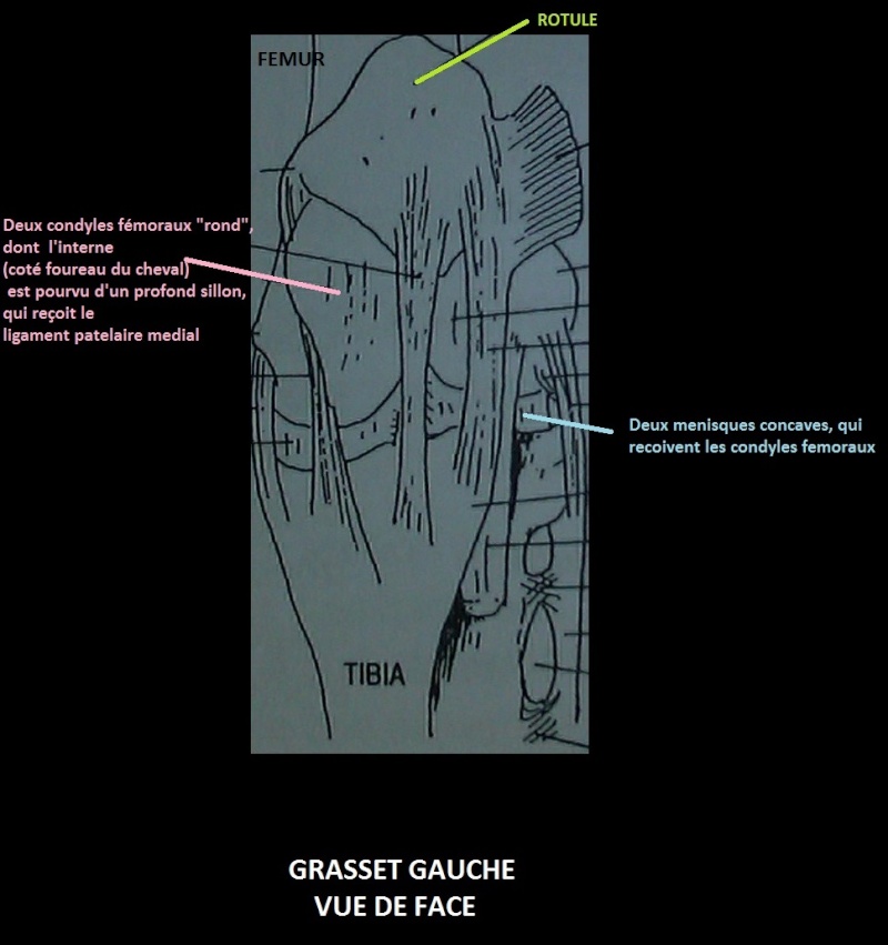 accrochement de la rotule Grasse11
