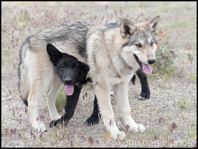 Alaskan Noble Compagnion Dog et autre Clickh12