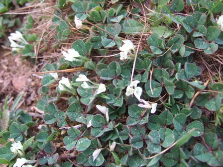 Trifolium subterraneum - trèfle enterré Dscf0114