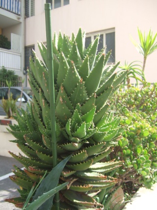 Aloe mitriformis - Aloe perfoliata - Page 2 Dscf0212