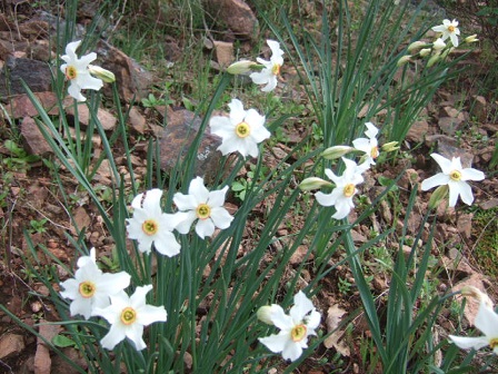 Narcissus poeticus - narcisse des poètes Dscf0316