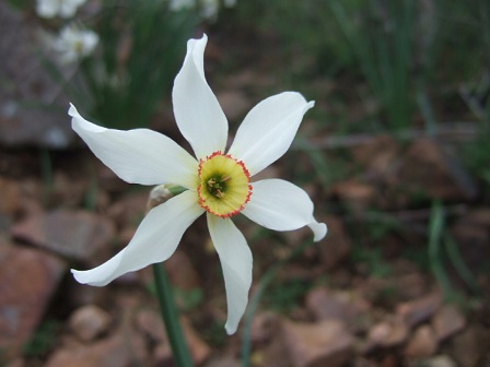 Narcissus poeticus - narcisse des poètes Dscf0318