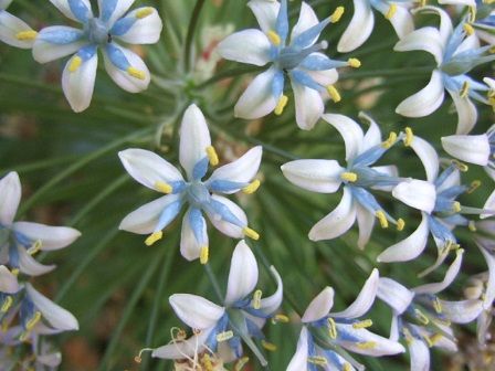 Oncostema peruviana (= Scilla peruviana) - scille du Pérou Dscf0435