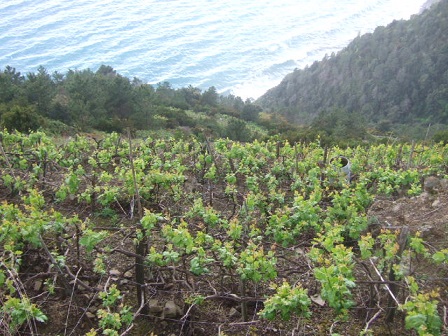 Italie - Ligurie, les Cinque Terre - Page 2 Dscf0919