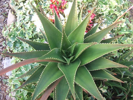 Aloe x delaetii Dscf1016