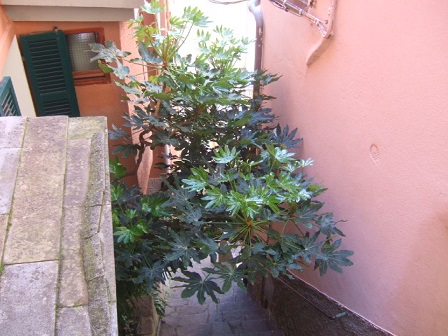 Italie - Ligurie, les Cinque Terre - Page 2 Dscf1025