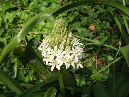 Oncostema peruviana (= Scilla peruviana) - scille du Pérou Dscf1122