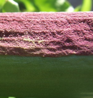 Anredera cordifolia, Dracunculus vulgaris, Sedum dasyphyllum [devinette] Dscf1329