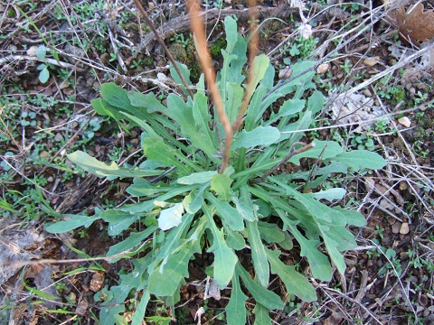 Reichardia picroides - cousteline, reichardie faux picris Dscf1710