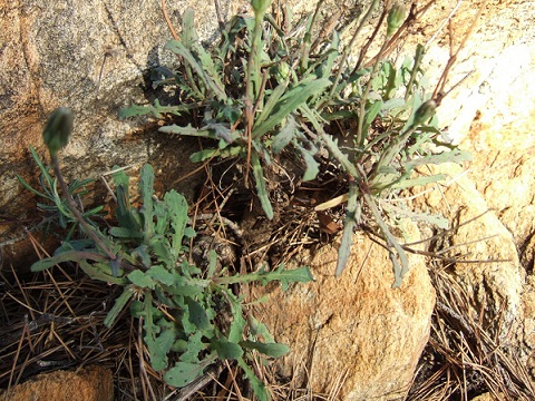 Reichardia picroides - cousteline, reichardie faux picris Dscf1813