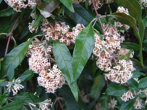 Buddleja auriculata Dscf2212