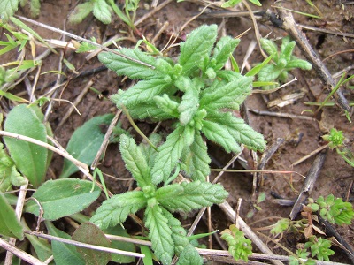 Bartsia trixago - bartsie  Dscf3710