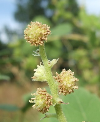 Xanthium orientale subsp italicum - lampourde d'Italie Dscf6921