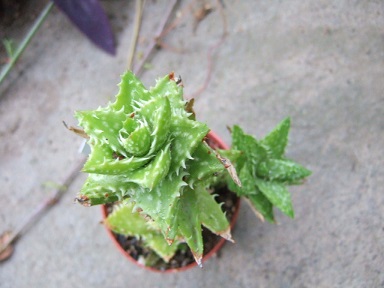 Aloe juvenna Dscf7227