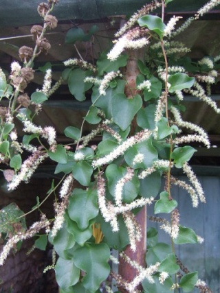 Anredera cordifolia (= Boussingaultia baselloides) - boussingaultie Dscf7316