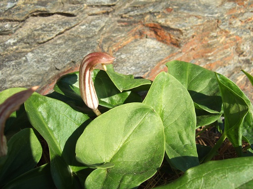 Arisarum vulgare - capuchon de moine Dscf7330