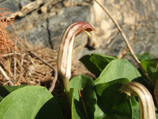Arisarum vulgare - capuchon de moine Dscf7331