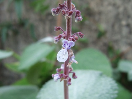 Plectranthus argentatus Dscf7417