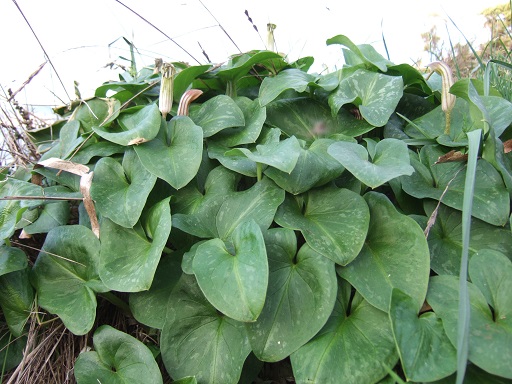 arisarum - Arisarum vulgare - capuchon de moine Dscf7432