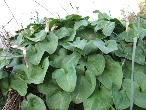 Arisarum vulgare - capuchon de moine Dscf7432